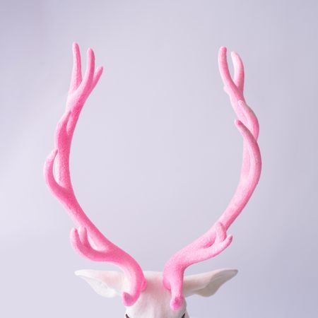Reindeer with pink antlers