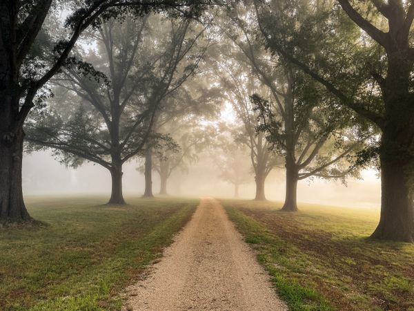 Gravel road between tree lines in morning mist