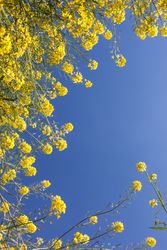 Yellow flowers under blue sky