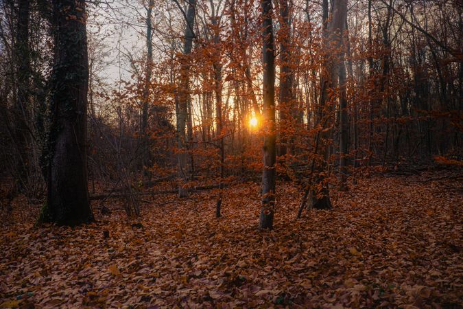 A forest in fall at dusk