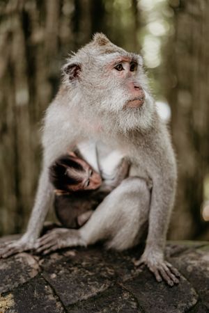 Two Rhesus macaque monkeys in their habitat