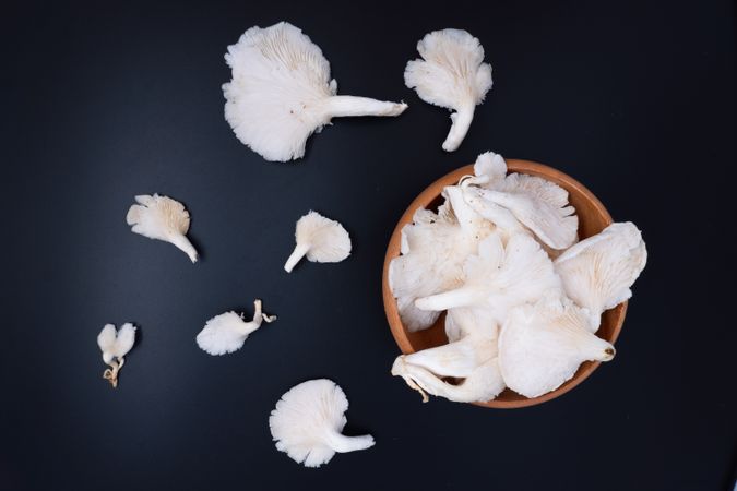 Fresh oyster mushrooms or tiram mushrooms