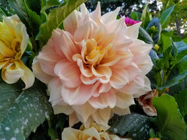 Peachy cream dahlia, landscape