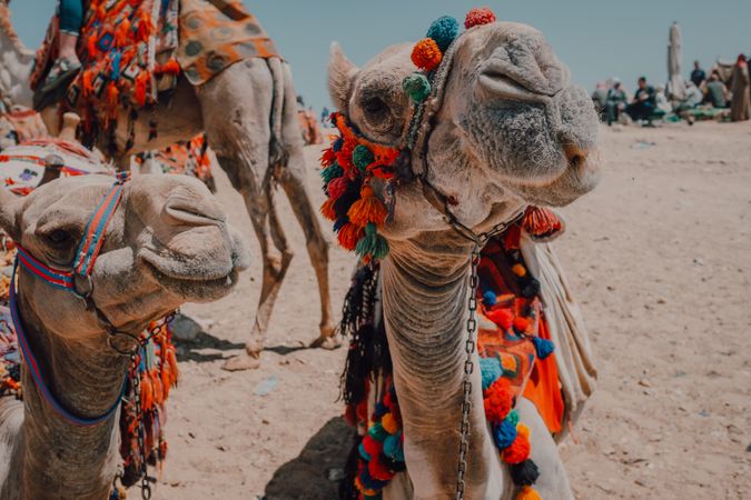 Funny camels in desert