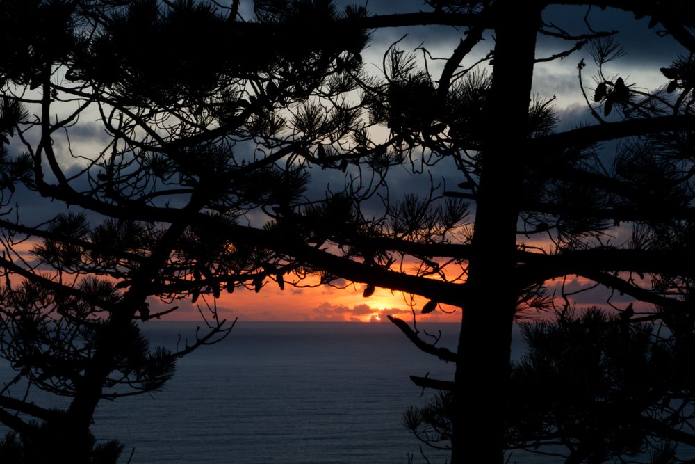Beautiful sunset over the ocean seen through the trees