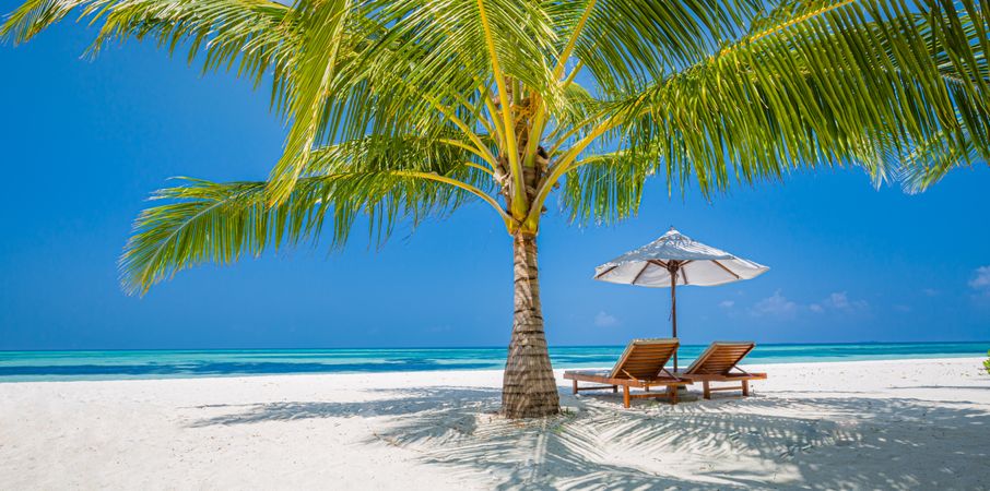 Reclining chairs on a beach under a palm tree