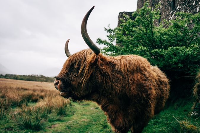 Big hairy yak pasturing on green meadow