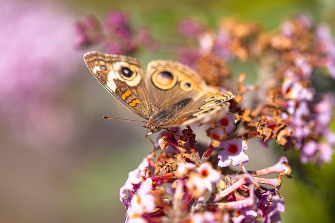 Common buckeye butterfly on pink flower