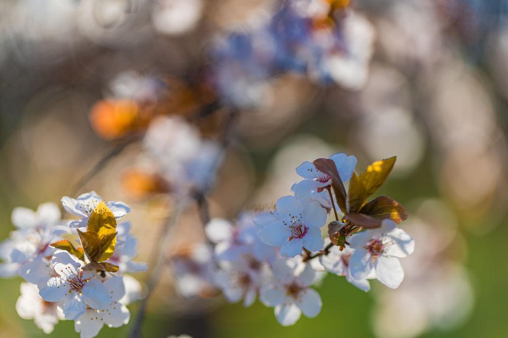 Close up of delicate flowers and shadows