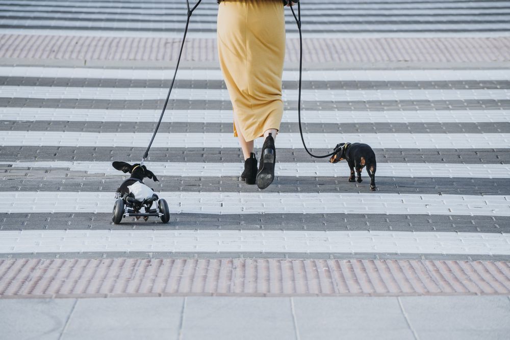 Woman walking with dogs and pet with wheelchair on street