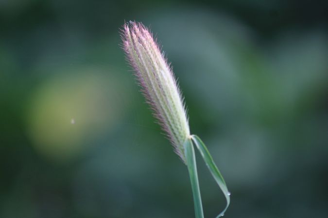 Grass