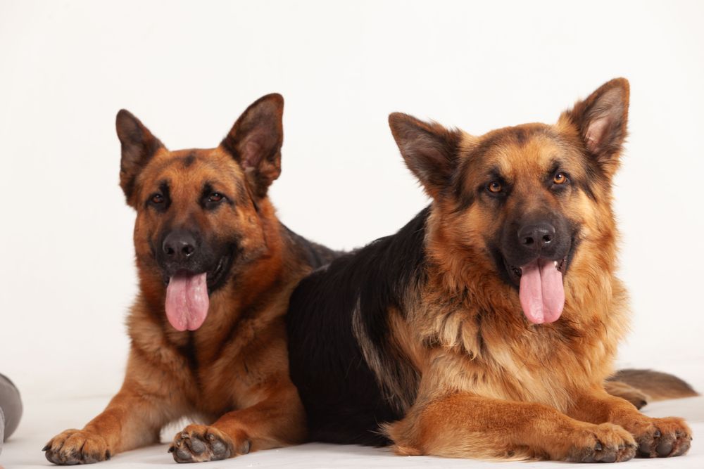 Two German shepherds lying on the floor