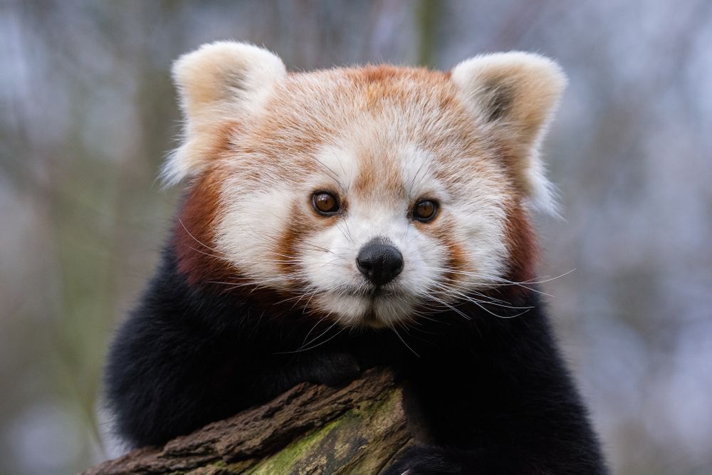 Portrait of red panda