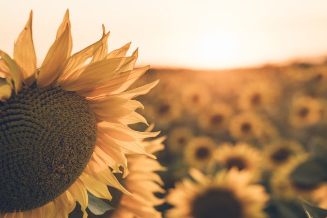 Sunflowers on background of blue sky