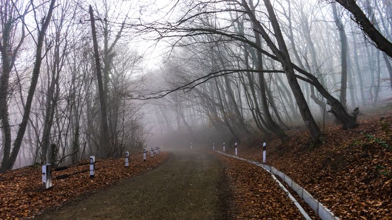 Mist in the forest along road