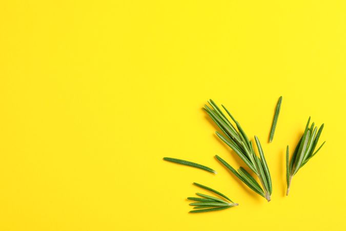 Flat lay composition with rosemary on yellow background, space for text