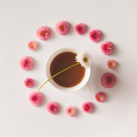 Circle of pink English daisy flowers with coffee cup on table