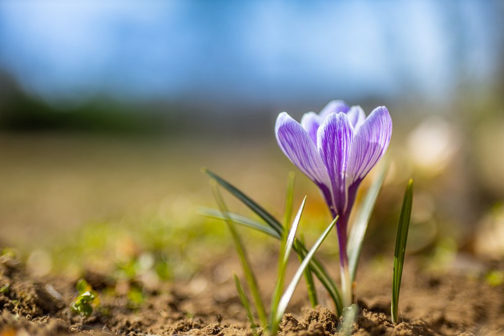 Crocus flower blooming in the spring