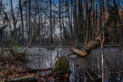 Moody shot of winter trees in stagnant water