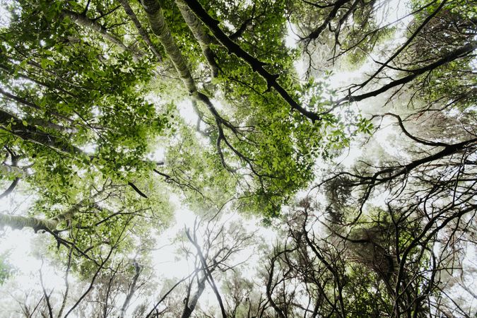 Green treetops in forest
