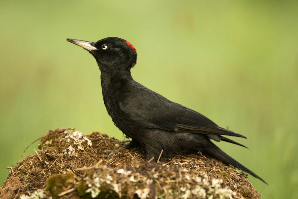 Wonderful bird on wood