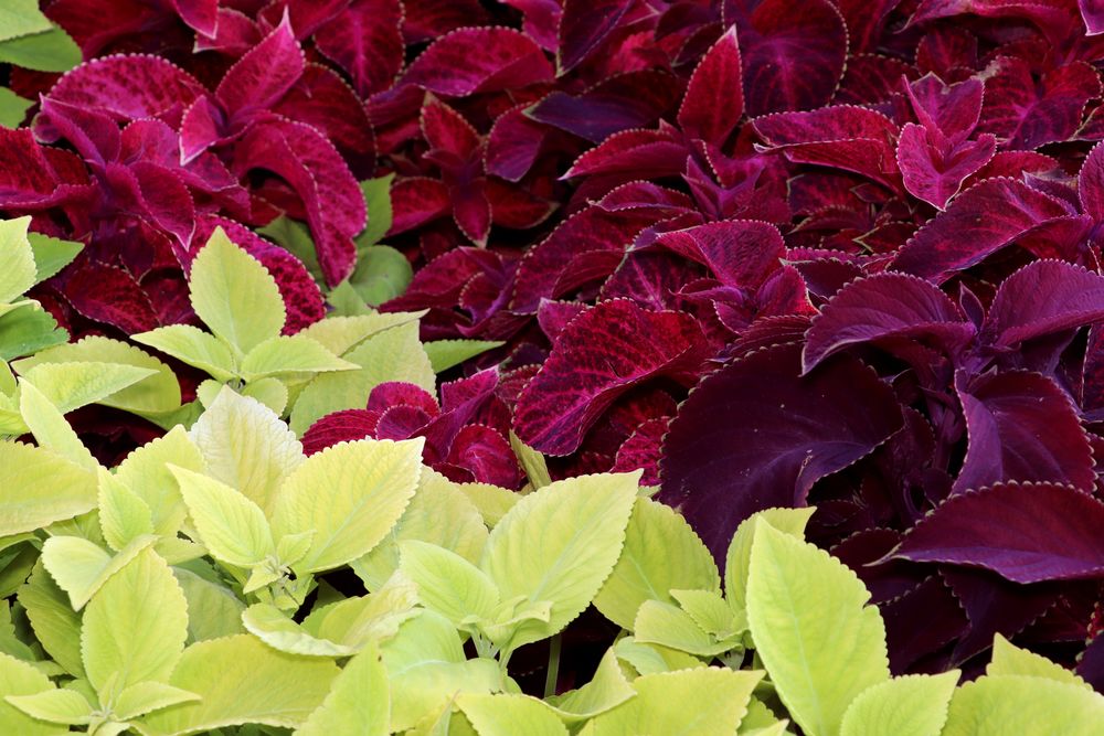 Plant with pink and green leaves close up.