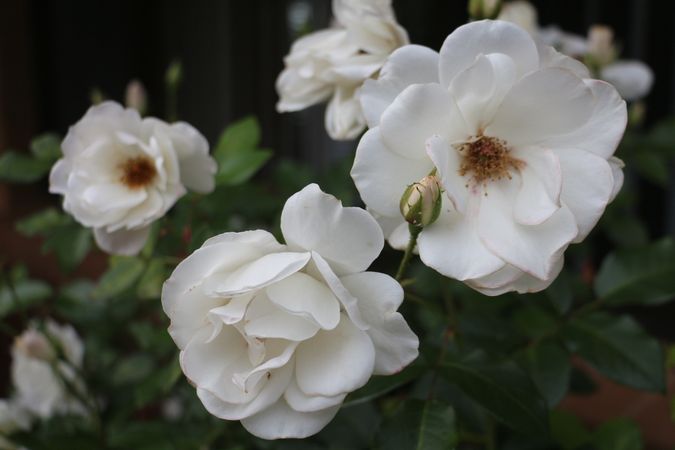 Delicate roses blooming in a garden during the warm afternoon light