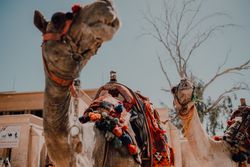 Funny camels in desert