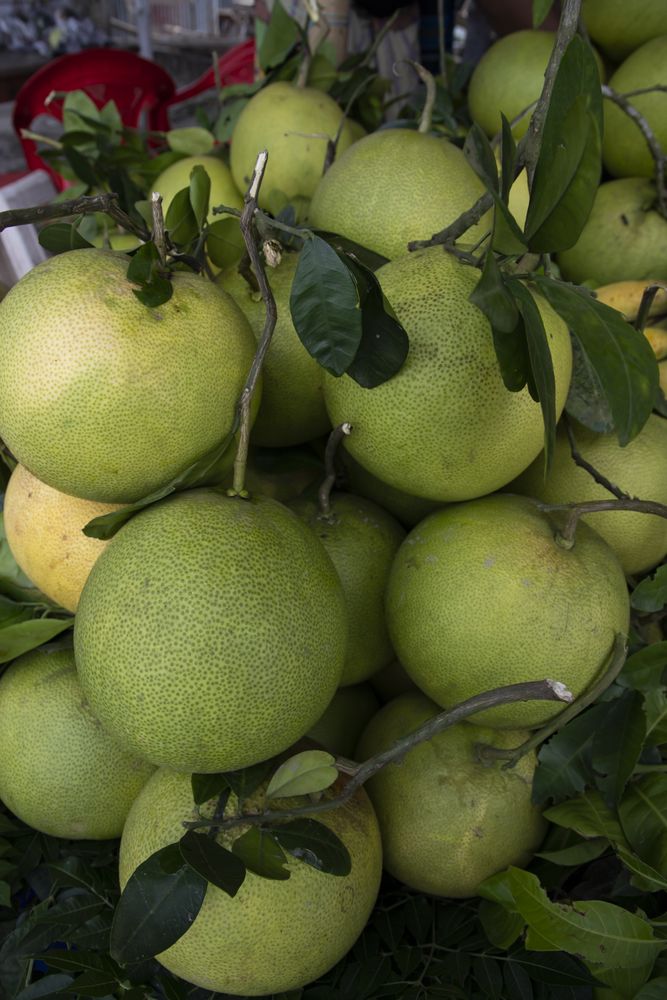 Fresh Fruits Green Pomelo (Citrus grandis) Displayed for sale in the Market of Bangladesh