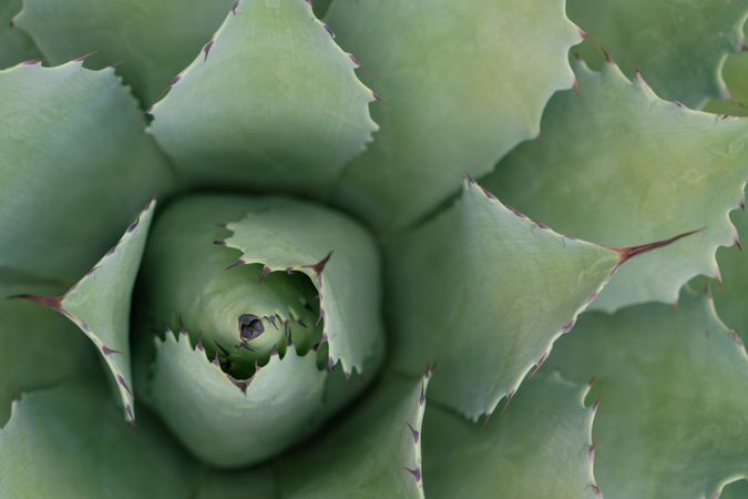 Spiky succulent plant leaves