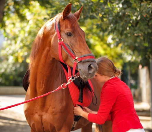 Pedigree horse for equestrian sport with horseback rider in red uniform