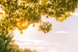 Autumn leaves and sun against sky