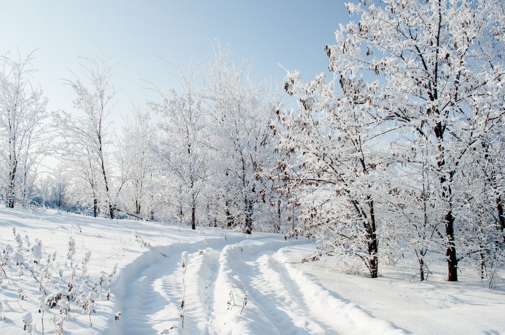 Snow covered trees under blue sky