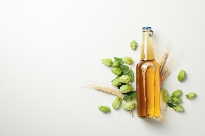 Wheat, hop and beer on light background