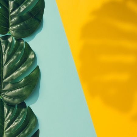 Tropical leaves with shadow on blue and yellow background