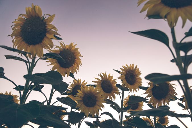 Sunflowers on background of blue sky