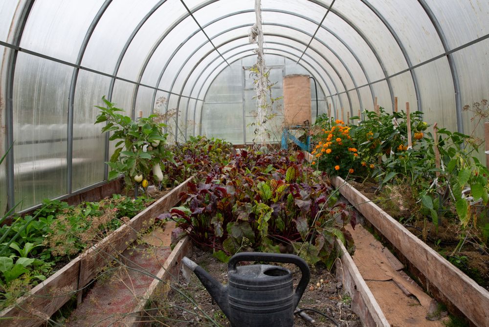 Simple greenhouse growing food for self-sufficiency