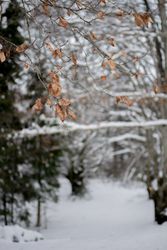 Branches with dry leaves in winter park