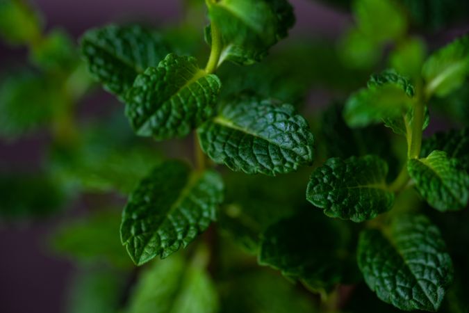 Fresh moroccan mint plant, close up