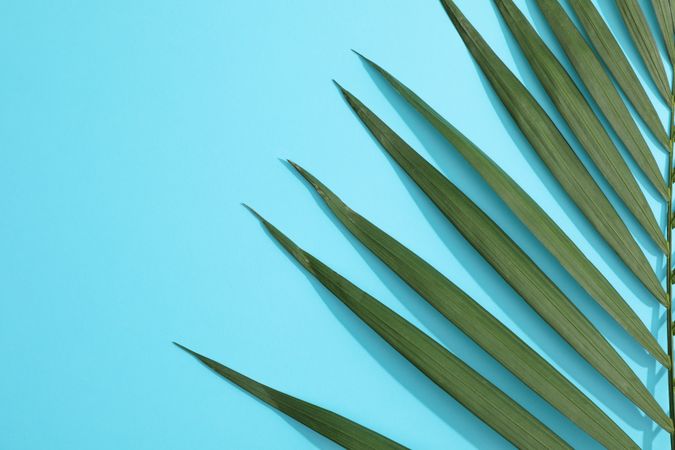 Beautiful tropical palm leaf on color background, space for text