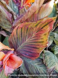 Large canna phasion leaves in a garden 5oNm80