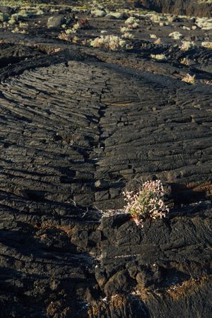 Small plant growing in rock