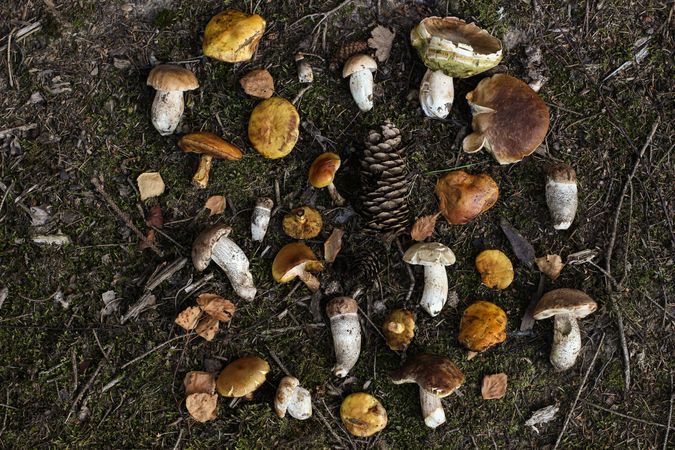 Fresh raw mixed wild mushrooms on forest ground