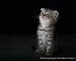 Silver tabby kitten against dark background 42EeK5