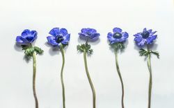 Purple blooming Anemone flowers setting. Springtime and summer flower pattern. Top view.