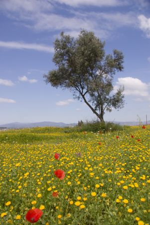 Red & yellow poppies in field