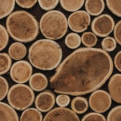 Cross section of cut trees