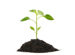 Saplings seedlings in soil isolated on blank background. Environmental protection. Agriculture