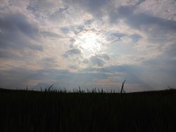 Silhouette of rice field view with sky background