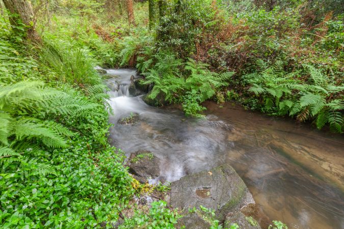Stream in forest ferns humid vegetation in Galicia, Spain